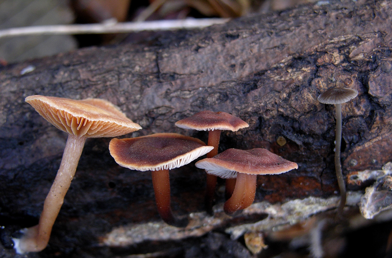 A caccia di Pleurotus.....parte2.